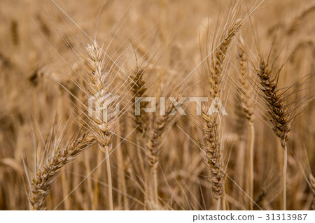 Taiwan Taiwan Tainan Learning Field Asia Taiwan Tainan wheat field Taiwan Taiwan Tainan Learning Field Asia Taiwan Tainan wheat field 31313987