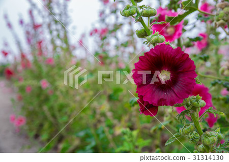 台灣台南學甲蜀葵花田Asia Taiwan flowers 31314130