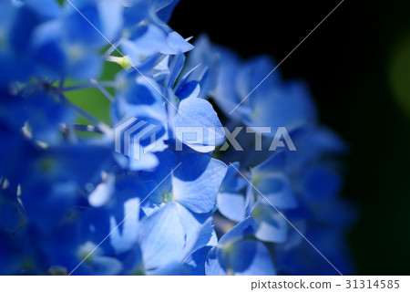 Hydrangea soft image Light to shade blue flower light b Contrast enhancement 31314585