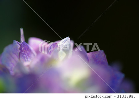 Soft image of hydrangea that started to color It shines in shade Wisteria flower contrast enhancement 31315983