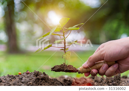 Tree growth. Planting a tree. Close-up on young ma 31316002