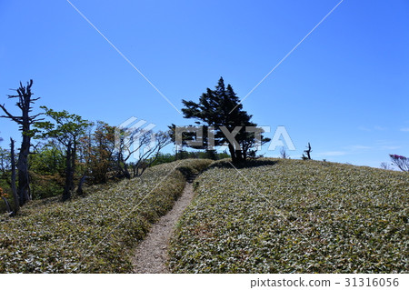 Omine Yamagetake Omine Yamagetake 31316056