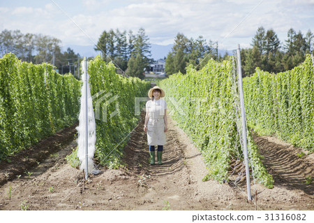 A yam yogurt field long bamboo A yam yogurt field long bamboo 31316082