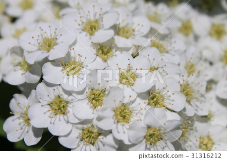 Kodemari花 31316212