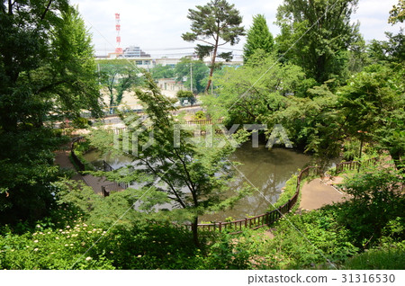 Roppoto雪松公園八王子市的初夏就是這樣 31316530