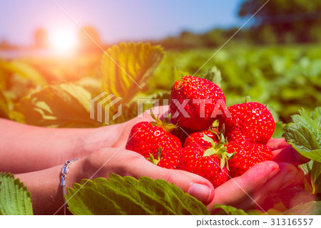 Hands holding fresh collected strawberries on the 31316557