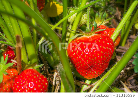 Fresh growing ripe strawberries ready for picking Fresh growing ripe strawberries ready for picking 31316559