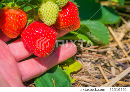 Men picking of fresh organic strawberry in the Men picking of fresh organic strawberry in the 31316561