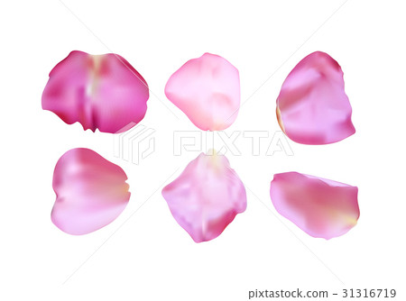 Pink rose petals set. Realistic vector Pink rose petals set. Realistic vector 31316719
