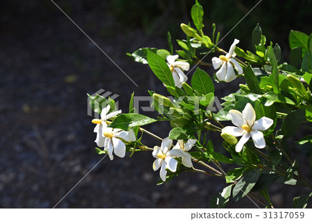 Gardenia flower　 31317059