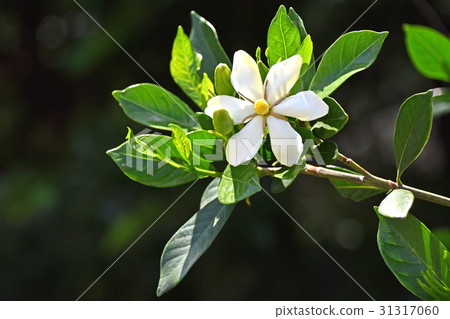 Gardenia flower Gardenia flower 31317060