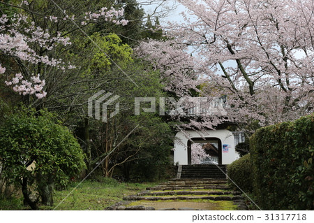 和歌山縣木川市Juzen Ritsuin的築地門和櫻花 和歌山縣木川市Juzen Ritsuin的築地門和櫻花 31317718