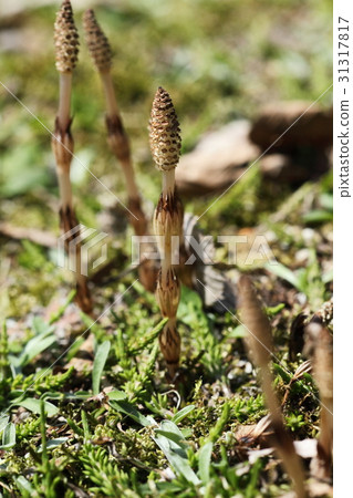 黑岩高原的Tsukushi 黑岩高原的Tsukushi 31317817