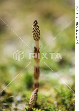 黑岩高原的Tsukushi 黑岩高原的Tsukushi 31317819