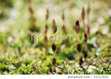黑岩高原的Tsukushi 黑岩高原的Tsukushi 31317820