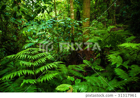 Tropical rainforest landscape Tropical rainforest landscape 31317961