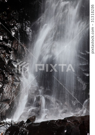 Kuroiwa Plateau's gray hair falls Kuroiwa Plateau's gray hair falls 31318286