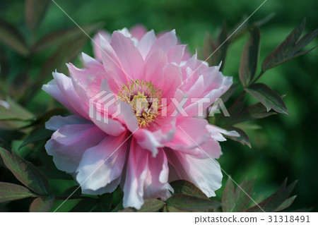 Ootomi peony (Kanayama general park) Ootomi peony (Kanayama general park) 31318491