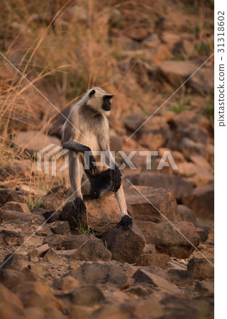 Hanuman langur resting with arms on knees 31318602