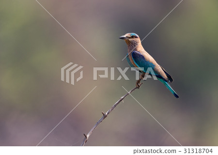 Indian roller on twig with blurred background 31318704