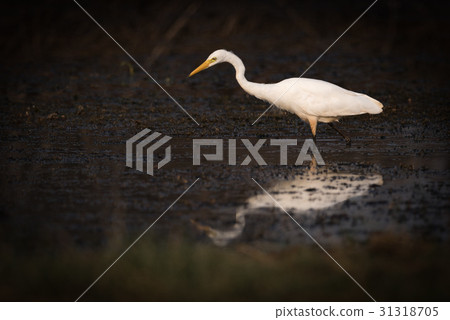 Intermediate egret looks for food in shallows Intermediate egret looks for food in shallows 31318705