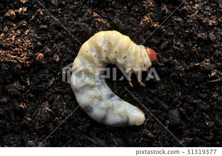 Miyamagiwagata的幼蟲 31319377