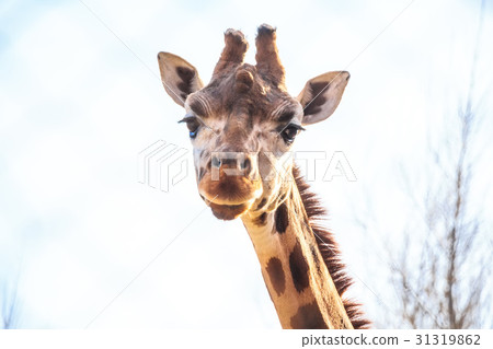 Portrait of giraffe in zoo 31319862