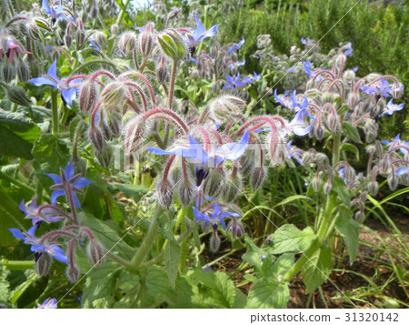 The star shaped blue flower is Borage 31320142