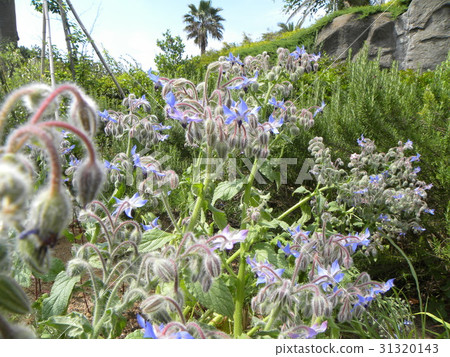 Blue flowers in star shape are flowers of Borage 31320143