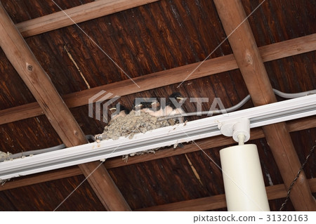 Swallow's nest 31320163