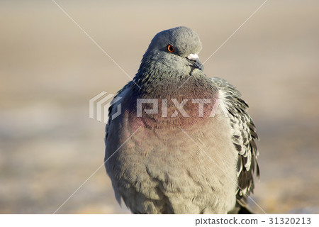 Beautiful pigeon outdoors Beautiful pigeon outdoors 31320213