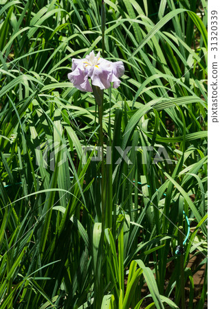 千歲公主 千歲公主 31320339