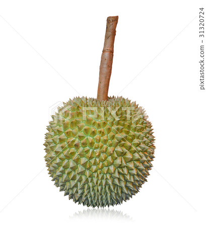 long stem or kan yao durian (Thai name) long stem or kan yao durian (Thai name) 31320724