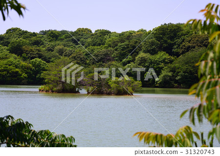 Fresh green forest and pond Fresh green forest and pond 31320743