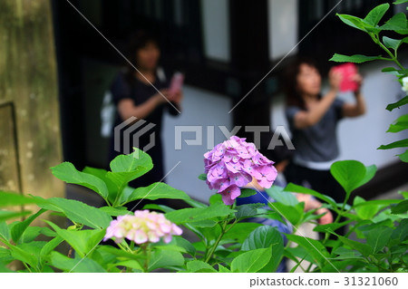 Hydrangea hydrangea flower copy space smart headphones SNS material copy Kamakura hydrangea rainy season background blur Hydrangea hydrangea flower copy space smart headphones SNS material copy Kamakura hydrangea rainy season background blur 31321060