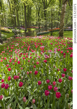 The tulip field in Netherlands The tulip field in Netherlands 31321071