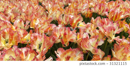 The tulip field in Netherlands The tulip field in Netherlands 31321115