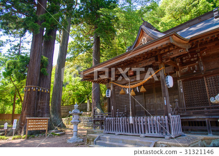 伊豆修善寺的Haba神社禮拜堂和kenbou的雪松 31321146