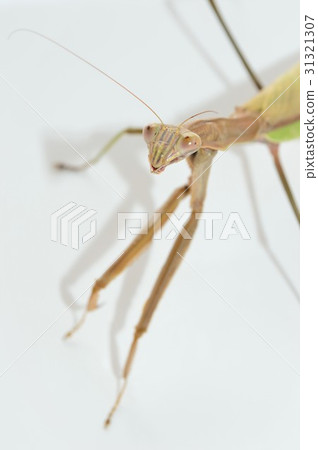 女性面無血色的白色背景 31321307