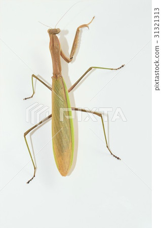 女性面無血色的白色背景 31321313