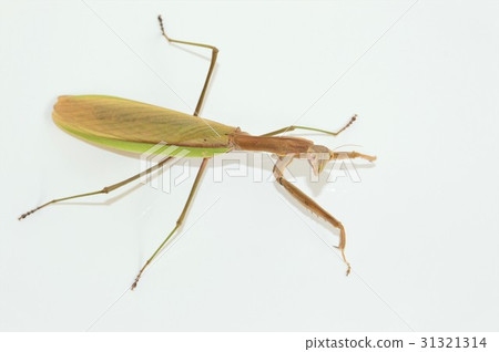 女性面無血色的白色背景 31321314