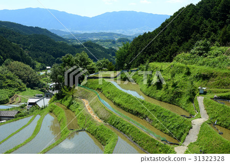 Rural landscape Rice terrace of Asuka 31322328