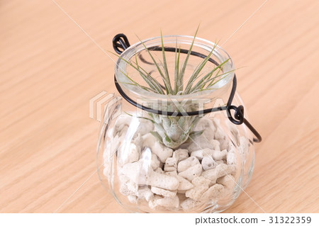 Tirantia Ionanta 31322359