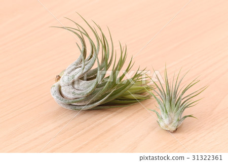 Colby and Ionanta 31322361