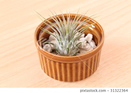 Tirantia Ionanta 31322364