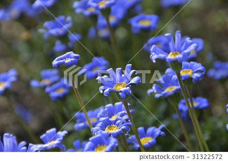 藍色雛菊 31322572