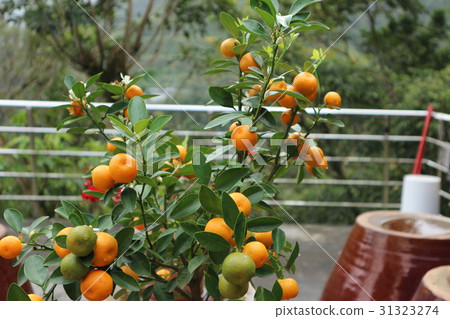 kumquat close up  31323274