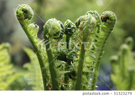 Detail of the sprout of ferns 31323279