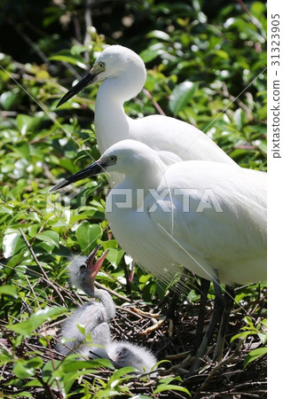 Kosagi's family Kosagi's family 31323905