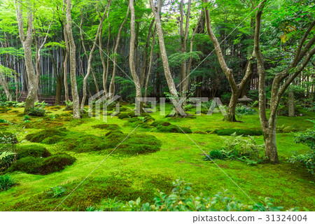 Kyoto Sagano Ginoji Kyoto Sagano Ginoji 31324004